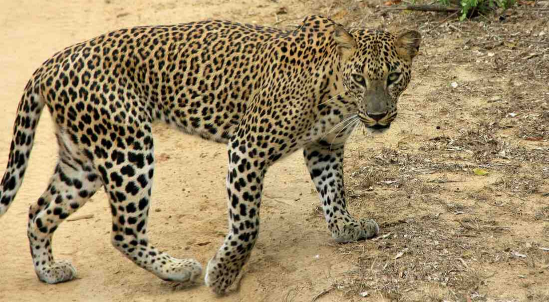 Sri Lanka wildlife safari guide
