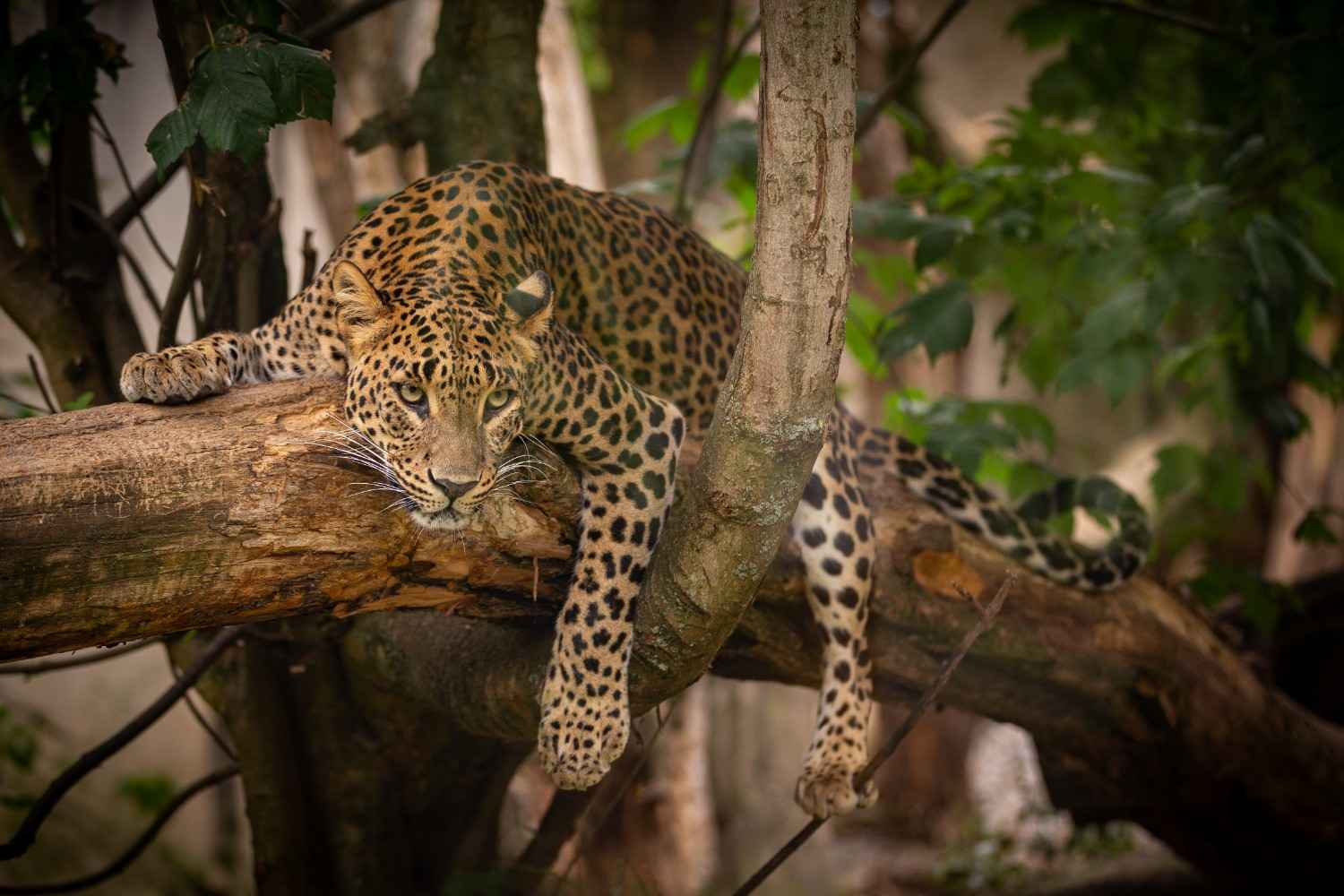 Wildlife Safari Experience - Leopard